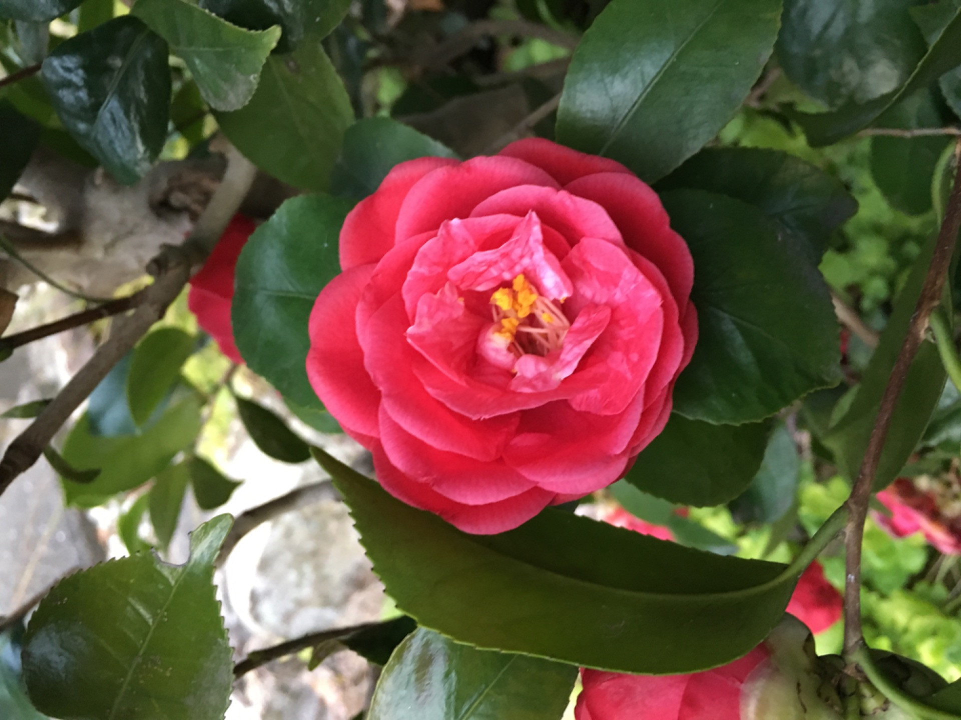 巡拝シーズン到来　