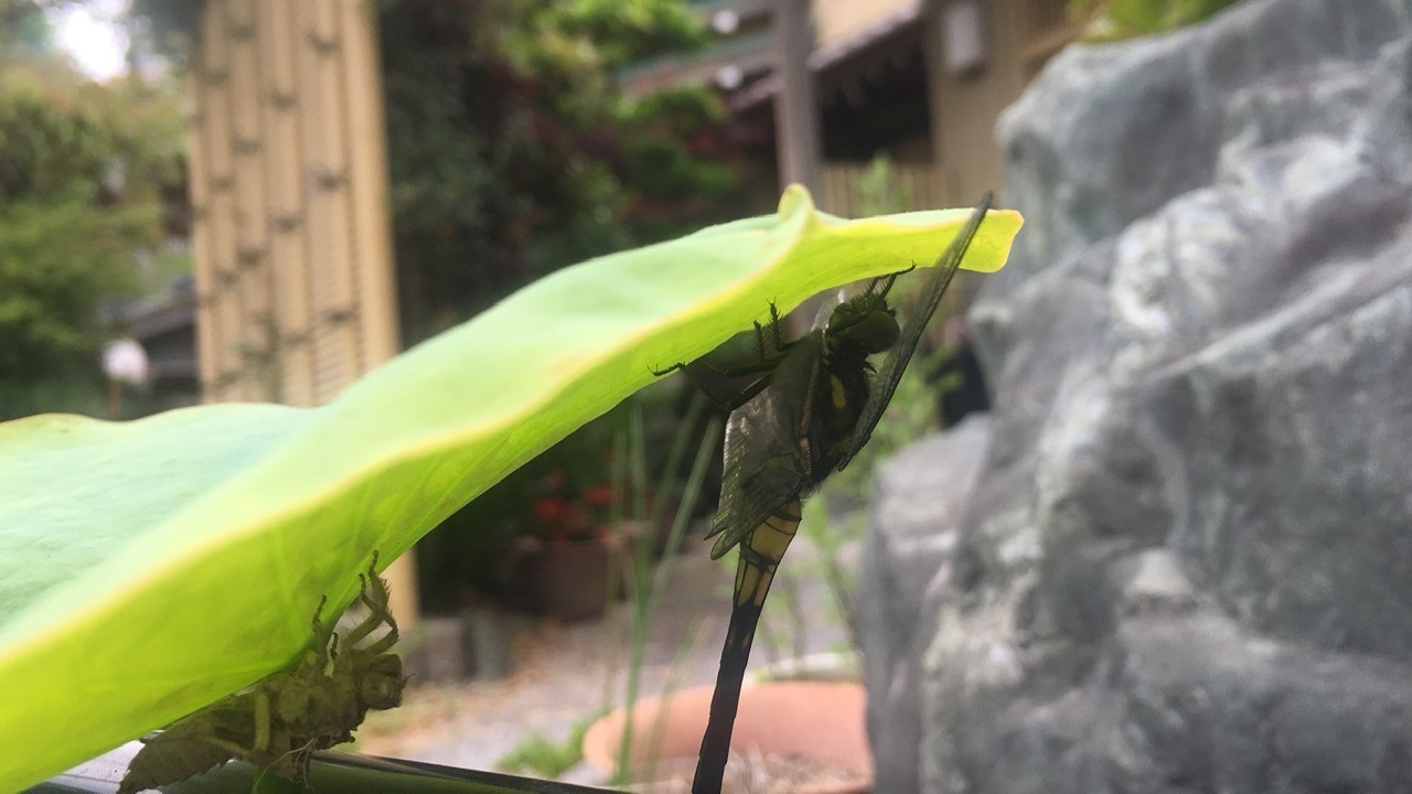 永代供養のご相談は、南知多宝乗院へ